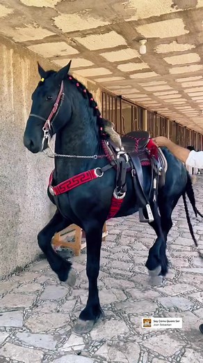 Caballos Frison Bailando: El Arte Ecuestre en Acción
