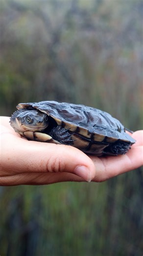 The unique western swamp tortoise rates highly on a global scale for all the wrong reasons. 🐢🥹 Research Scientist Bethany Nordstrom works for our project partners the Department of Biodiversity, Conservation and Attractions (Parks and Wildlife Service, Western Australia) . Together we’re delivering a new phase of work designed to save this little species of turtle from extinction. 🫶 #SaveNativeSpecies #Conservation #Biodiversity This project is funded by the Australian Government’s Natural He