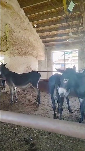 Step by Step Tips and Real Life Stories About Raising Donkeys