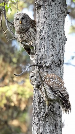 95 reactions | Deep into the woods.Barred owl 黎couple in the forest  The song of the jungle. #barredowl #couple #jungle #forest #intothewoods #owl #owls #owlsoftheday #call #song #wilderness #owllover #albertacanada #borealforest | OWL POWER | Facebook