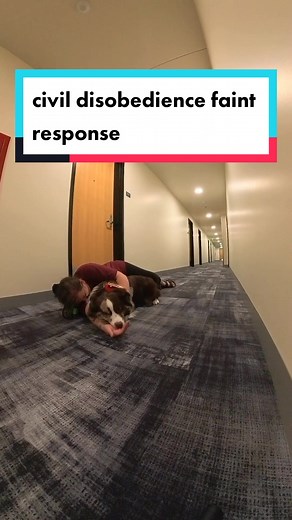 Training a Service Dog to Faint on Command