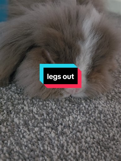 a very content bunny legs out #bunny #fyp #rabbitsoftiktok