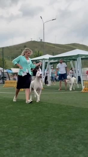 Dogo Argentino: Best of Breed Showcase