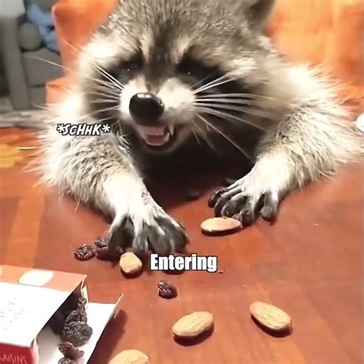 Raccoon Gets Arrested