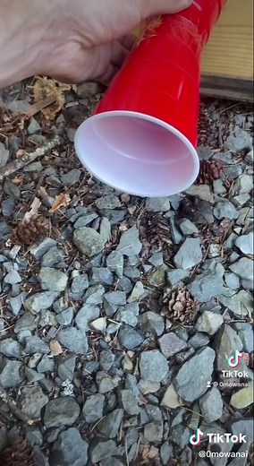 #bee #beespeaker #cups #soup #fypシ #viral #invention #cool #sounds #vibrations #how #wow #funny #secrets #awesome #nature #bugs #noway #aye #summer