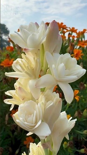 How to Build a Moon Garden That Looks Magical