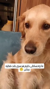 ‎شادی میرحقانی| عکاس پرتره‎ | ‎از مجموعه روزمرگی های هانا خانوم 😁 @hir.shad_studio @hir.shad_portrait #shadimirhaghani #goldenretriever #doglover...‎ | Instagram