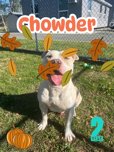 🧡🧡🧡 Meet CHOWDER!!! 🧡🧡🧡 🧡 Chunky Chowder is about 2 years old, has been neutered, and is up to date on his vaccines! 🧡 He is very friendly and funny and LOVES people! 🧡 Due to his size and power, he might be best in an adult home with no other dogs. 🧡 CHOWDER wants all your love and attention for himself!!! 🧡 🧡 Come on in to meet this very good boy! | Friends of Milford CT Animal Control