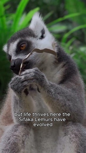 How Do Lemurs Survive This Spiky Forest? 🐒 #Shorts #Madagascar #Nature #Lemurs #Travel #ScienceFacts