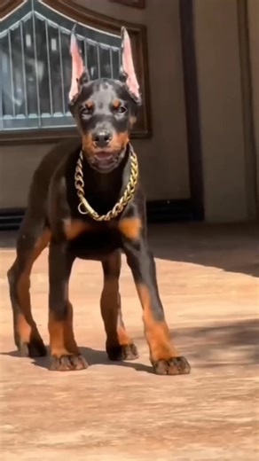 Why Do They Cut Doberman Tail & Ears 😨 By Wild Adventures | Wild Adventures in हिंदी