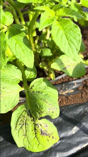 The potatoes in my neighbor's field had black spots on them. After researching, it looks like mos...