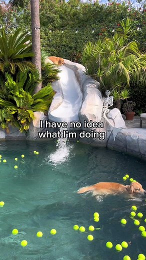 Golden Retriever Fun at the Pool Slide | Funny Dog Videos