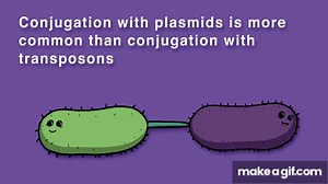 CONJUGATION, TRANSFORMATION, TRANSDUCTION (HORIZONTAL GENE TRANSFER) on Make a GIF