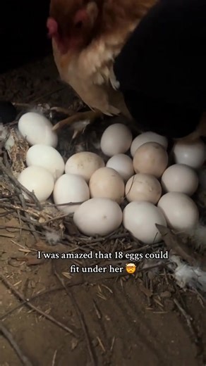 part1 Unexpected Easter surprise 🥲 What should i name her?! #raisingchickens #broodyhen #chickensoftiktok #crazychickenlady #backyardchickens #chickenlover #homestead #organic #chickens #chicken #foster #adoption #hen #chicks #hatching #hatchingeggs #easter #happyeaster #easteregg #fyp | Simply Chickens