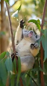 Sleepy Koala's Hilarious Slow Motion Fall