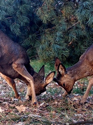 Twin brothers practicing 🦌🌲 #nature #wildlife #deer #forest #buck