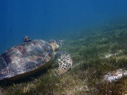 Sea turtle hitchhikers – the symbiotic relationships of sea turtles | Olive Ridley Project