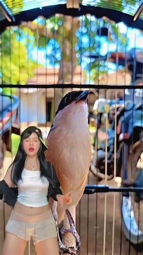 burung towet gacor goyang