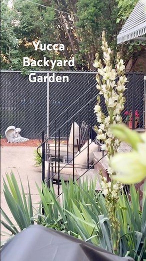 YUCCA GARDEN 2026 PLANT STALKS #yucca #flowergarden #flowergardentour #gardenwalk