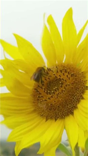 Bumblebees at risk due to heatwaves