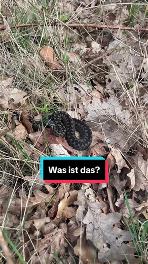 Kreuzotter in der Natur: Gefahren und Infos