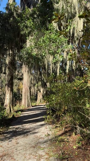 Where will your next Magnolia adventure take you? 🍃 #Visitsouthcarolina #NatureLovers #lowcountry #MagnoliaPlantation #naturevibes #BotanicalBeauty #NatureWalk #explorecharleston #thingstodoincharleston