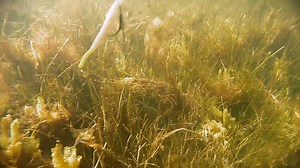 We had to dig deep in the Z-Man vault for this classic C.A. tip vid. To this day the Trout Trick is still one of our favorite baits for not only shallow water sightfishing but deep water trout holes as well! Flats Class TV | Z-Man Fishing Products