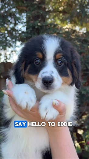 Meet Eddie - Mini F2 Bernedoodle Boy 🩵🧸 #bernedoodlepuppy #bernedoodle #puppyreels #bernedoodlehub #bernedoodlebreeder #cutepuppy | Bernedoodles and Co California