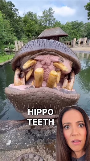 Whitney DiFoggio on Instagram: "not me googling a bunch of facts about hippo teeth after watching this! what I learned from a quick google search: 🦛 Hippos have massive canine teeth that can grow over a foot long (yes *a foot*). 🦷 Even though they look scary, they’re actually herbivores! Those teeth aren’t for chewing, they’re for *fighting* and *defending territory*! 🦛 Hippos’ molars are the ones that actually grind their food, and they spend hours each night grazing on grass. 🦷 Their teeth