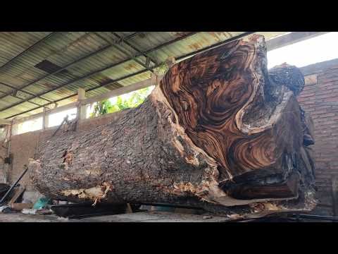 From Forest Log to Premium Wood Slab