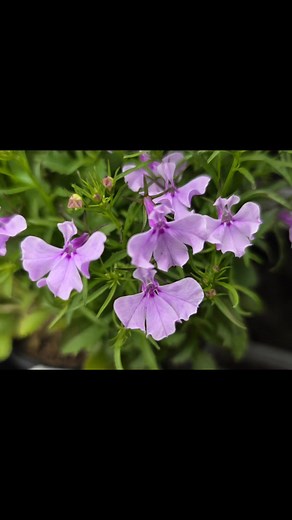 🌿 Lobelia 'String of Pearls' – A Trailing Gem for Your Garden 🌿 Looking to soften the edges of a pot or hanging basket? This compact, trailing Lobelia is your go-to! With a cascade of dainty blue-purple flowers, Lobelia 'String of Pearls' brings a burst of colour from late winter through spring and into summer. 💙 Perfect for: ✨ Hanging baskets ✨ Container edges ✨ Garden borders Loves full sun to part shade and a little regular watering to keep those flowers coming. Let it spill, drape and shi