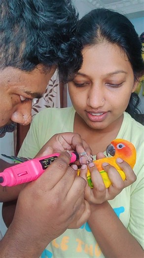 Mighty feathers | Trimming nails for lucky #sunconure #sunconureparrot #sunconuresofinstagram #mightyfeathersfarm #ladybird | Instagram