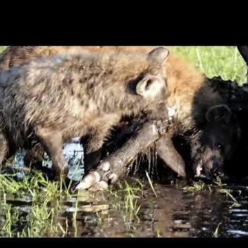 Hyena Feeding Frenzy! 🐺🦴 | Buffalo Carcass in the Okavango Delta