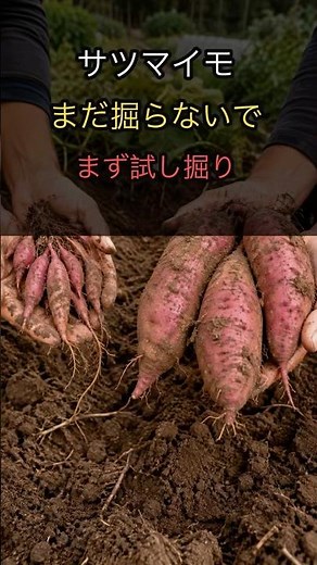 Check Just One Plant Before Harvesting All Your Sweet Potatoes