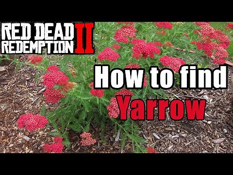 Yarrowed Time How to find Yarrow in Red Dead Redemption 2