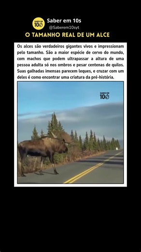 O tamanho real de um alce #curiosidades