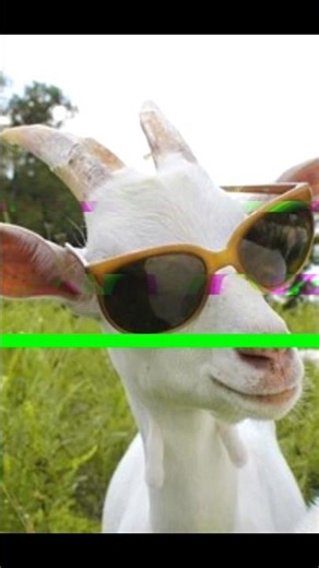 google rents 200 goats for grass cutting ✂️ #facts #technews