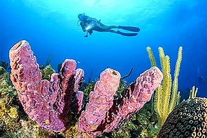 ★ Beste 15 Virgin Island Resorts ★  - Reistips