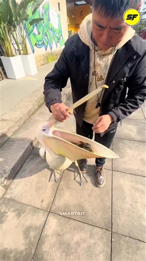 This Pelican Will Eat Literally Anything! 😲🐟 #facts #shorts