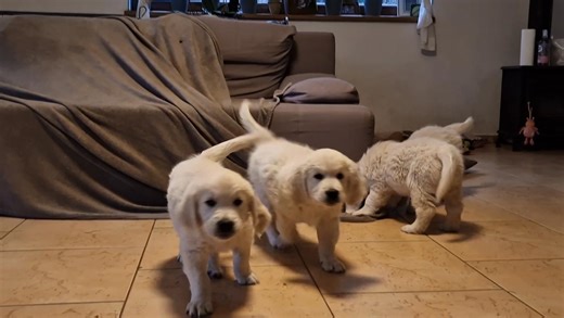 Demolition dog🤣 | Dolina Marcinkowic FCI