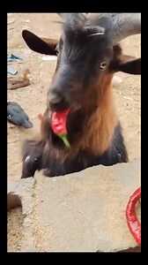 27M views · 99K reactions | Pure funny moments just watch #funnymoments #LaughOutLoud #viralreels #trendingreels #foryou | Broda Steven | Facebook