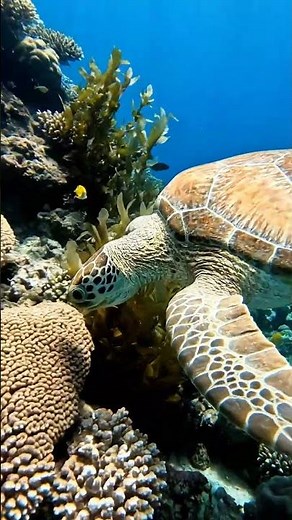 Graceful Journey 🐢✨ | Loggerhead Sea Turtle in 8K #shorts #viral #turtle