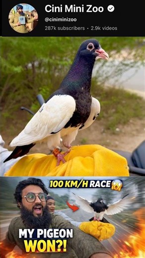 pigeon Tam #pigeon #pigeons #viralshort