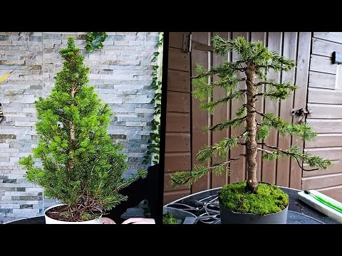How to Bonsai a White Spruce Tree🌲(Picea Glauca)