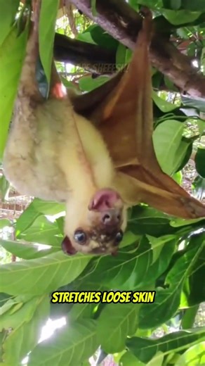 This Philippine Animal Can FLY Without Wings?! 🐾 #shorts
