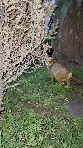 The Science Behind Why a Cat's Eyes Shine in the Dark - Read the description of video to learn