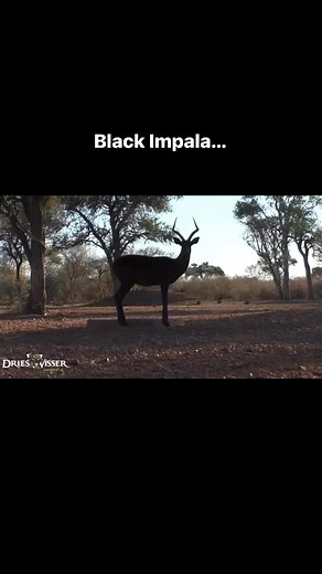 The Black Impala: A Rare and Striking AntelopeThe black impala (Aepyceros melampus melampus) is not a separate species but a rare color variant of the common impala, a medium-sized antelope native to the savannas and light woodlands of eastern and southern Africa. What sets the black impala apart is its unique melanistic coloration—a deep, glossy black coat. @driesvissersafaris where quality meets experience! 💪🏼 dries@driesvissersafaris.com elana@driesvissersafaris.com www.driesvissersafaris.c