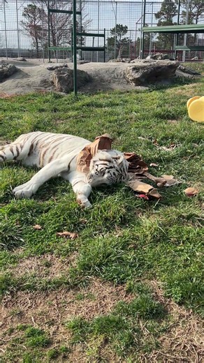 Luna the white tiger has officially declared this enrichment demolished. After a very serious round