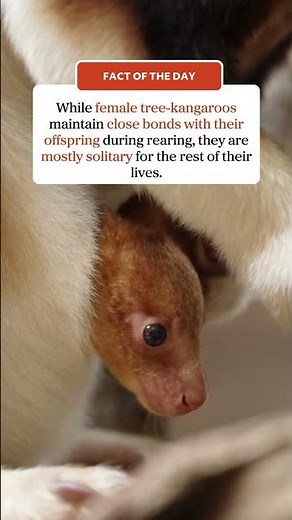 Australian tree kangaroo!