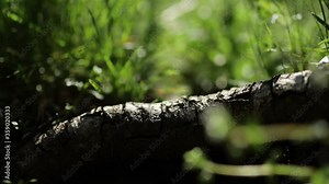 tree root on a background of green grass closeup. dry tree roots on a blurry background of green grass on a sunny day. Close up of root texture on a green grass backsground
